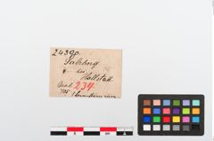 Etikett zu Bernsteinringperle (NHMW-PRAE-024390)